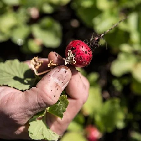 Hotel Biohotel Schwanen Bizau