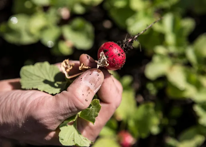 Hotel Schwanen Bizau